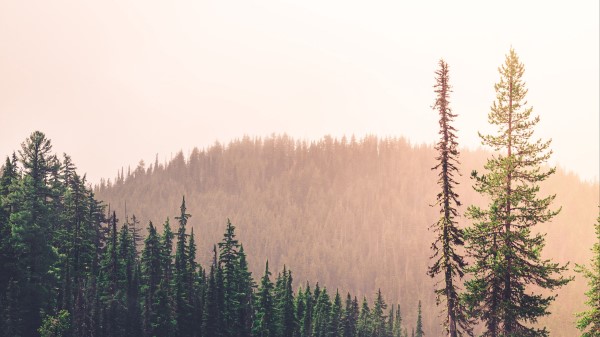 Spruce Rocks Lake Wallpaper