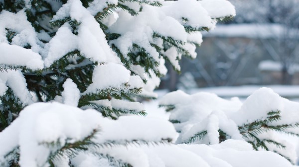 Spruce Snow Winter Branches Wallpaper