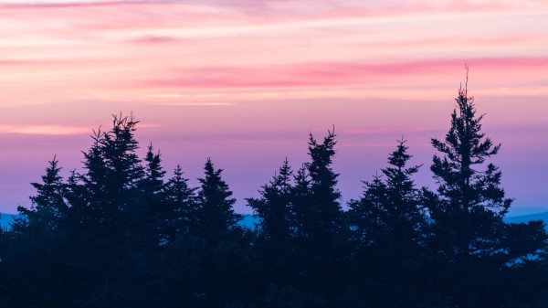Spruce Sunset Clouds Wallpaper