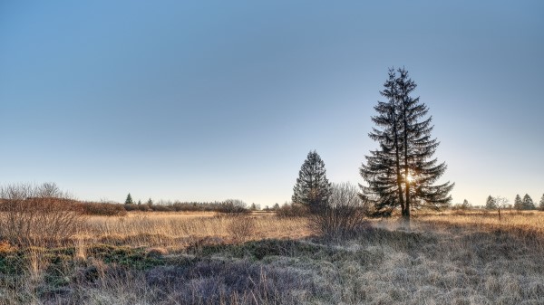 Spruce Tree Grass Wallpaper