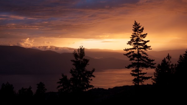 Spruce Tree Sunset Image Wallpaper