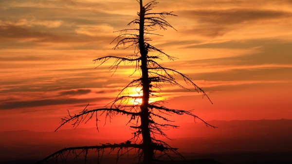 Spruce Tree Sunset Wallpaper