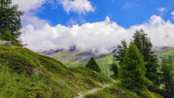 Spruce Trees Clouds Wallpaper