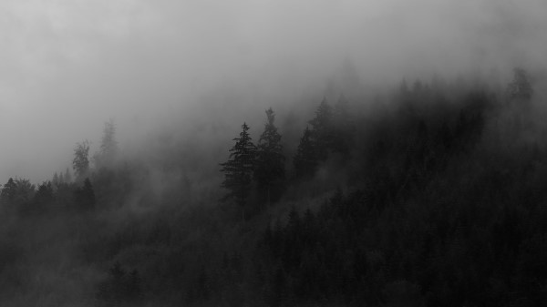 Spruce Trees Fog H Wallpaper