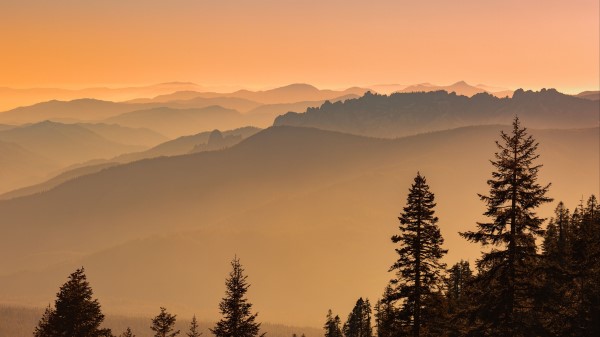 Spruce Trees Fog Wallpaper