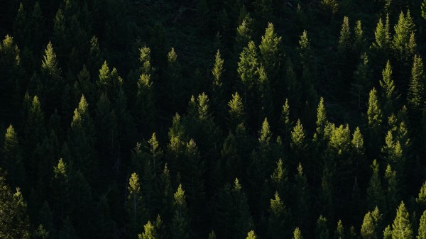 Spruce Trees Forest D Wallpaper