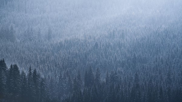Spruce Trees Forest G Wallpaper