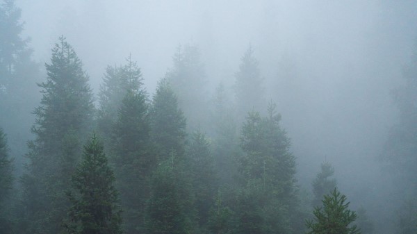 Spruce Trees Forest H Wallpaper