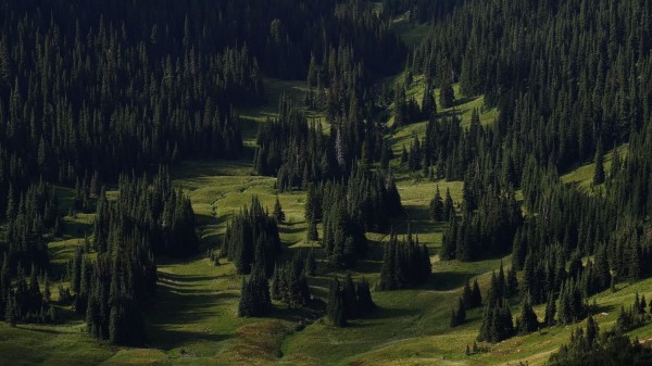 Spruce Trees Forest Image Wallpaper