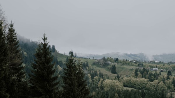 Spruce Trees Grass Wallpaper