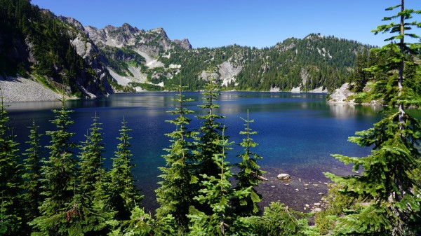 Spruce Trees Lake Wallpaper