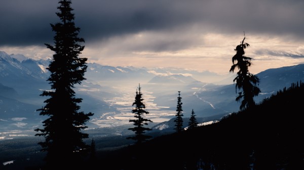 Spruce Trees Mountains Wallpaper