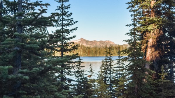 Spruce Trees River Wallpaper