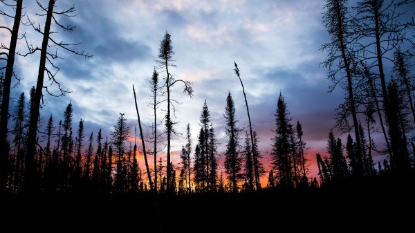 Spruce Trees Silhouette wallpaper