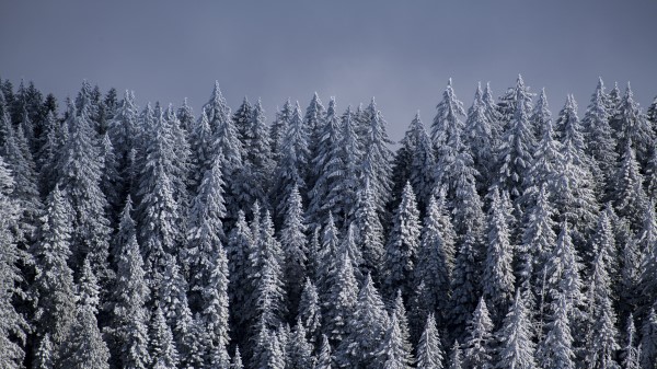 Spruce Trees Snow Wallpaper