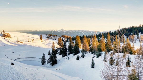 Spruce Trees Snow Wallpaper