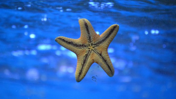 Starfish Underwater Swim Wallpaper