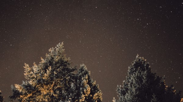 Starry Sky Night Tree Glitter Wallpaper