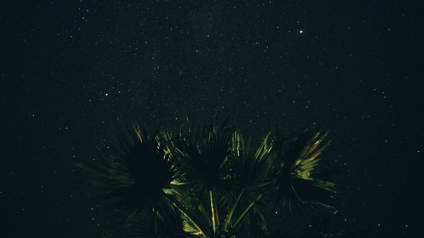 Starry Sky Palm Tree Night Wallpaper