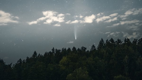 Starry Sky Starfall Trees Wallpaper