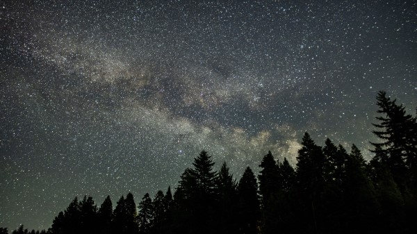 Starry Sky Stars Spruce Wallpaper