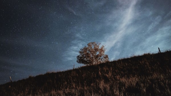 Starry Sky Stars Tree Wallpaper