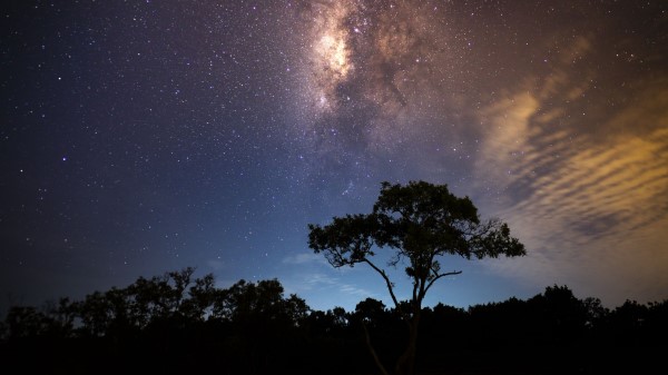 Starry Sky Tree Milky Way Radiance Wallpaper