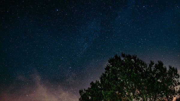 Starry Sky Tree Night Wallpaper