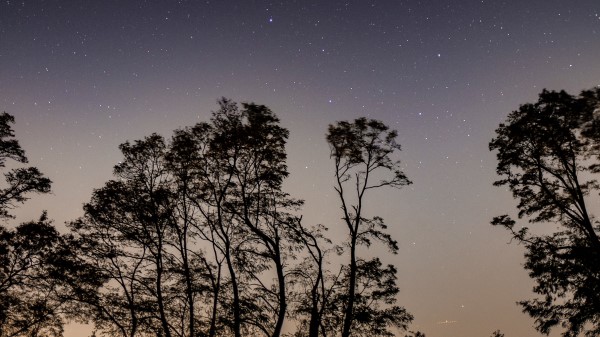 Starry Sky Trees Night E Wallpaper