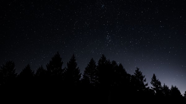 Starry Sky Trees Night Radiance Wallpaper