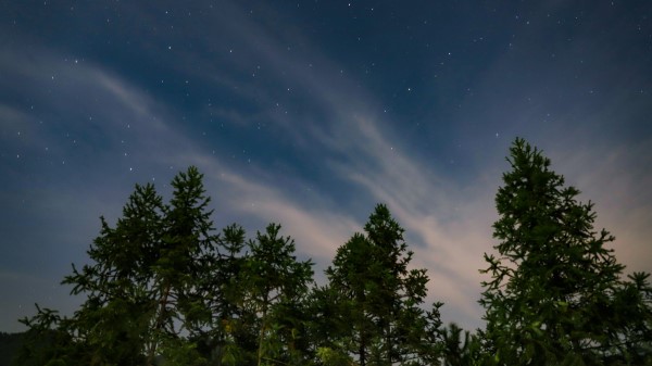 Starry Sky Trees Sky wallpaper