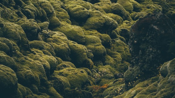 Stones Moss Iceland Wallpaper