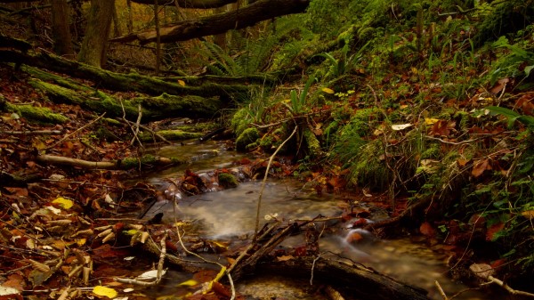 Stream Forest Autumn Wallpaper