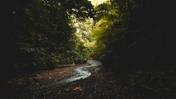Stream Forest Trees Wallpaper