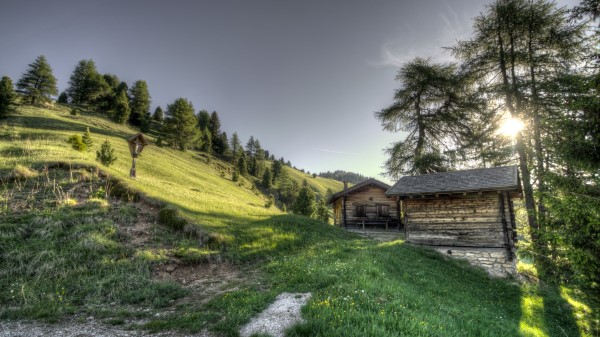 Structure Grass Trees Hdr Wallpaper
