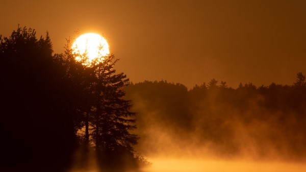 Sun Fog Trees Wallpaper