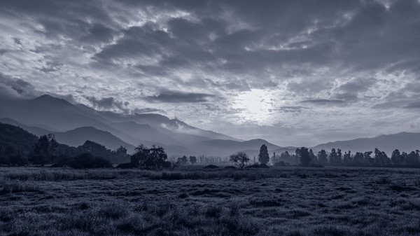 Sun Grass Bw Wallpaper