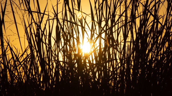 Sun Grass Sunset Wallpaper