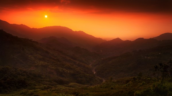 Sun Hills Bushes Wallpaper