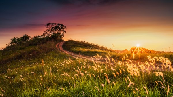 Sun Rays Ears Wallpaper