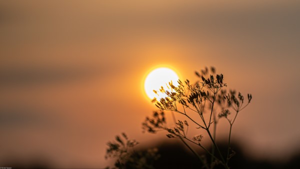 Sun Sunset Branch Wallpaper