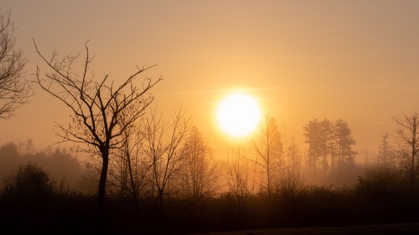 Sun Sunset Branches Image Wallpaper