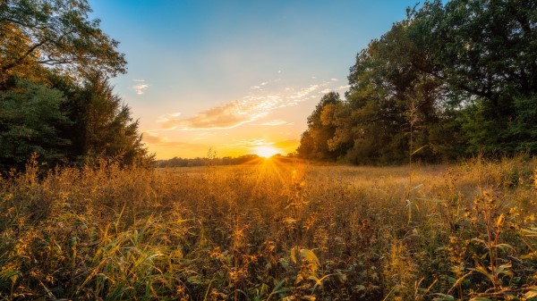 Sun Sunset Grass Wallpaper