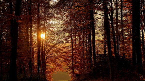 Sun Trees Branches Wallpaper
