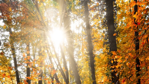 Sun Trees Rays Wallpaper