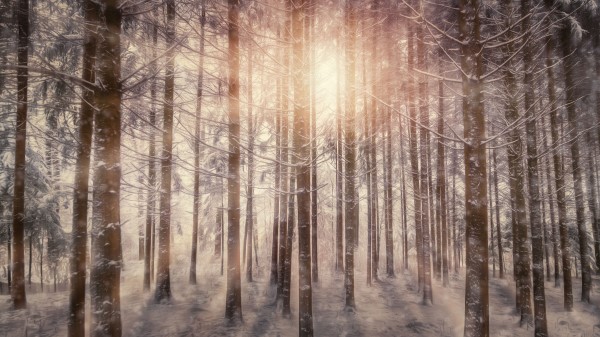Sunbeams Snowy Trees Ad Wallpaper