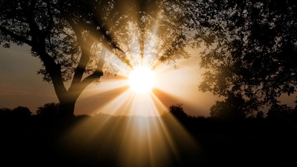 Sunlight Dawn Trees Wallpaper