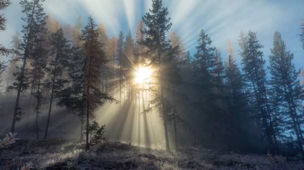 Sunlight Path In Snowy Trees Image Wallpaper