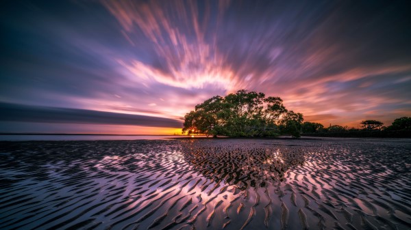 Sunrise Ocean Sea Shore Tree Wallpaper