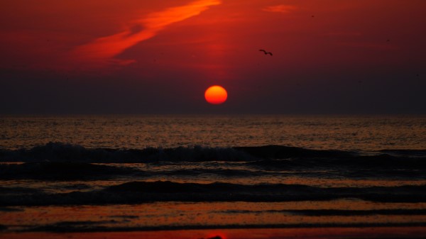 Sunset Bird Sun Wallpaper